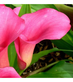 Калла Pink (x1)