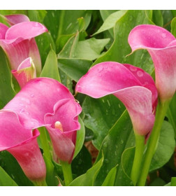 Калла Pink (x1)