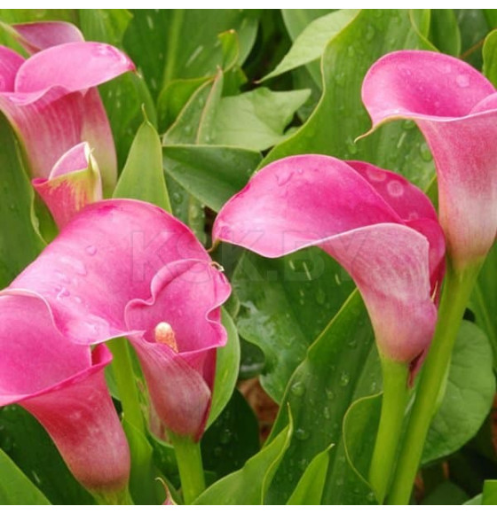 Калла Pink (x1)