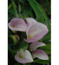 Калла Ruby Light Pink Ice (x1) р.12/14