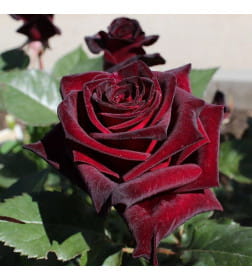 Роза Black Baccara чайно-гибридная саженец в коробке ЗКС  "RI"