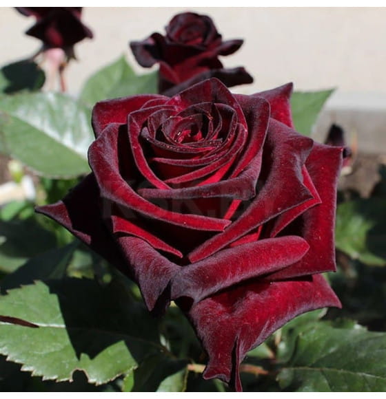 Роза Black Baccara чайно-гибридная саженец в коробке ЗКС  