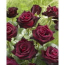 Роза Black Baccara чайно-гибридная саженец в коробке ЗКС  