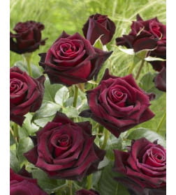 Роза Black Baccara чайно-гибридная саженец в коробке ЗКС  "RI"
