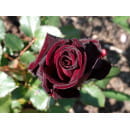 Роза Black Baccara чайно-гибридная саженец в коробке ЗКС  