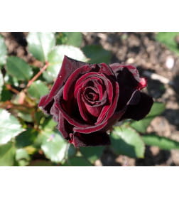 Роза Black Baccara чайно-гибридная саженец в коробке ЗКС  "RI"