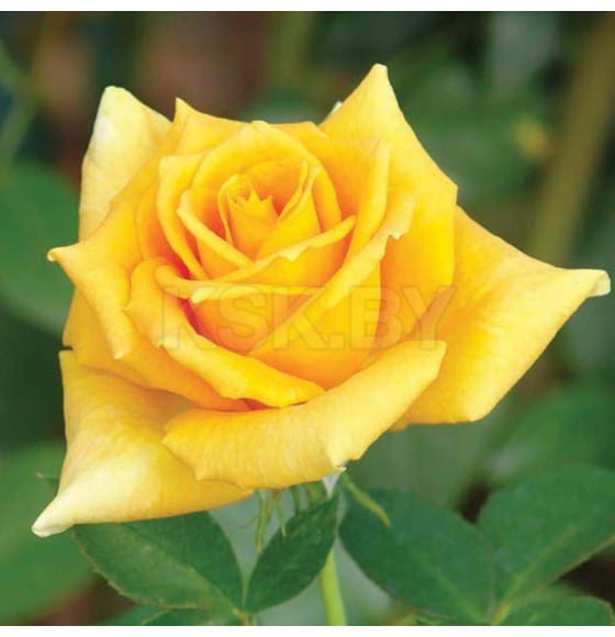 Роза Golden Monica чайно-гибридная саженец в пакете ЗКС Сербия "RI"