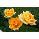 Роза Golden Monica чайно-гибридная саженец в пакете ЗКС Сербия "RI"