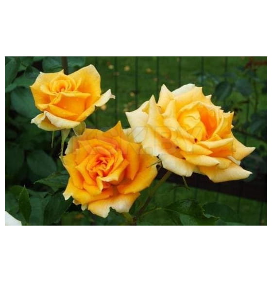 Роза Golden Monica чайно-гибридная саженец в пакете ЗКС Сербия "RI"