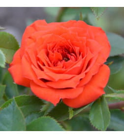 Роза Orange Jewel миниатюрная саженец в коробке ЗКС "RI"