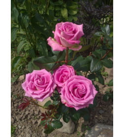 Роза Pink Aqva флорибунда саженец в коробке ЗКС "RI"