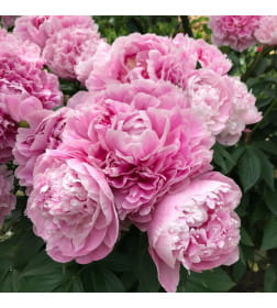 Пион Pink (x1) р.1/2