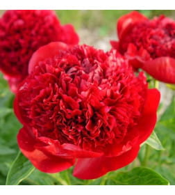 Пион Red (x1) р.1/2