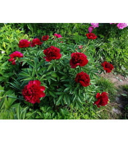 Пион Red (x1) р.1/2
