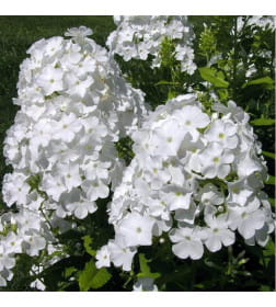 Флокс White (x1)