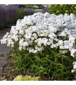 Флокс White (x1)