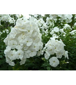Флокс White (x1)