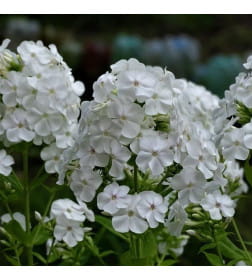 Флокс White (x1)