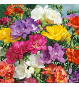 Фрезия Double Mixed (x8) р.5/+