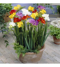 Фрезия Double Mixed (x8) р.5/+