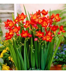 Фрезия Double Red (x10) р.5/+