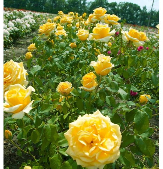 Роза Golden Monica чайно-гибридная саженец в пакете ЗКС Сербия "RI"