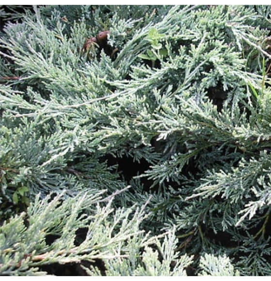 Можжевельник горизонтальный Глакер С5 40-60см