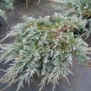 Можжевельник горизонтальный Глакер С5 40-60см