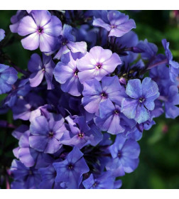 Флокс Blue (x1)