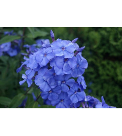 Флокс Blue (x1)
