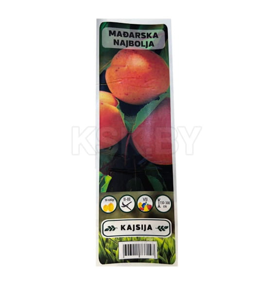 Абрикос Madjarska najbolja  саженец ЗКС  "RI"