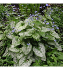 Бруннера Macrophylla (x1)