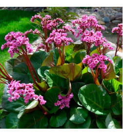 Бергения Cordifolia (x1)