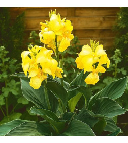 Каннa Yellow (x1)