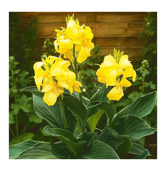 Каннa Yellow (x1)