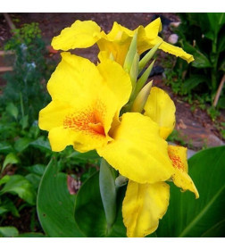 Каннa Yellow (x1)