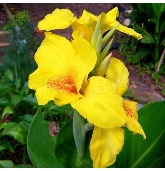 Каннa Yellow (x1)