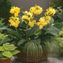 Каннa Yellow (x1)