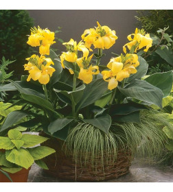 Каннa Yellow (x1)