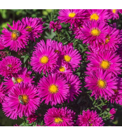 Астра Novi-Belgii Dark Pink (x1)