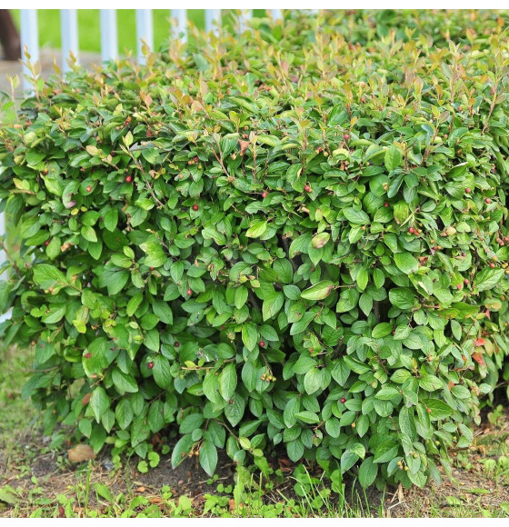 Кизильник вертикальный С1 (саженец)