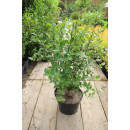 Кизильник вертикальный С1 (саженец)