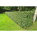 Кизильник вертикальный С1 (саженец)