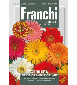 Гербера, смесь семена Franchi