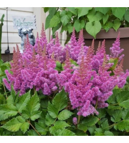 Астильба Pumila горшок С1