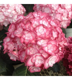 Гортензия крупнолистная Miss Saori горшок Р9 20-30см