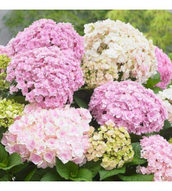 Гортензия крупнолистная Doppio Eccelent горшок Р9 30-40 см