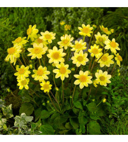 Георгин TOP MIX YELLOW, горшок С1, 30-50 см