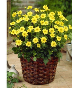 Георгин TOP MIX YELLOW, горшок С1, 30-50 см