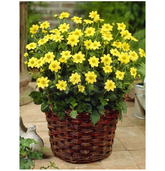 Георгин TOP MIX YELLOW, горшок С1, 30-50 см